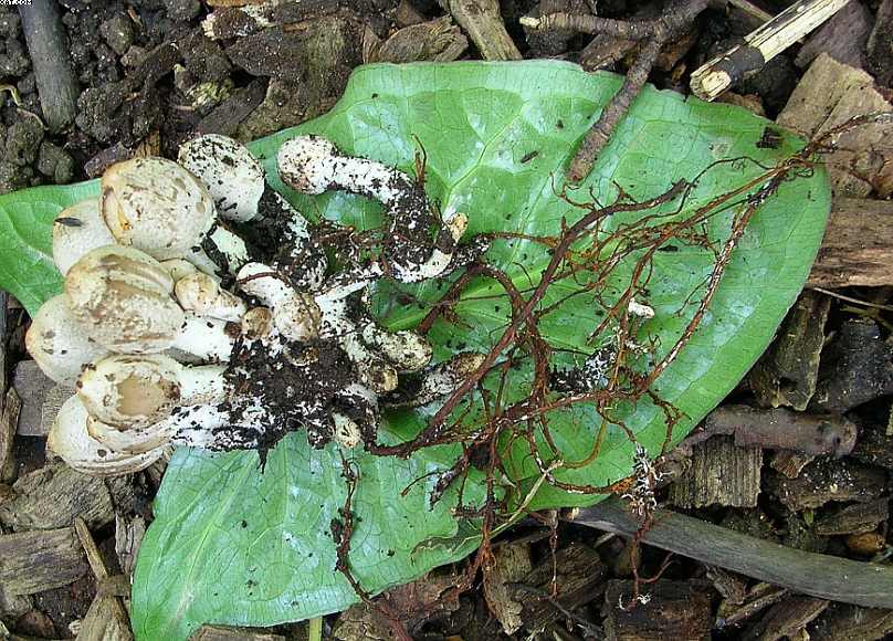 Coprinopsis strossmayeri (Schulzer) Redhead et al.
